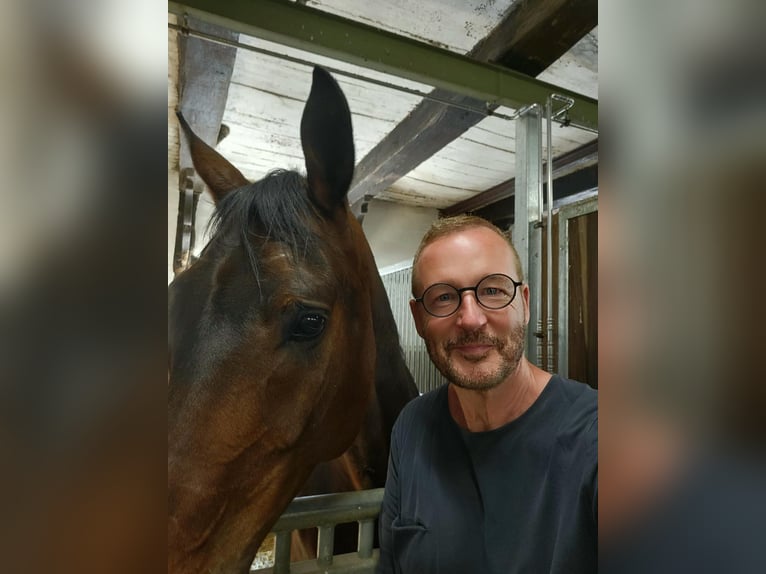 Reitbeteiligung auf Privatpferd mit Unterrichtsmöglichkeit von erfahrenem Reiter gesucht