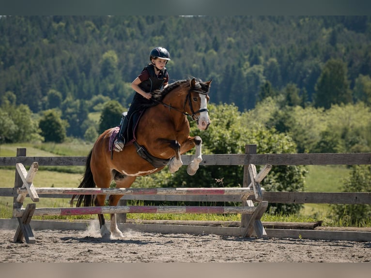 Reitbeteiligung auf sportlichem Reitpony zu vergeben