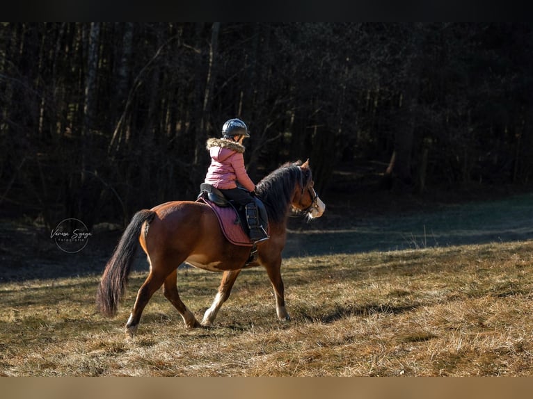 Reitbeteiligung auf sportlichem Reitpony zu vergeben