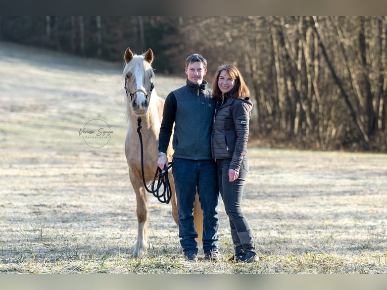 Reitbeteiligung auf sportlichem Reitpony zu vergeben