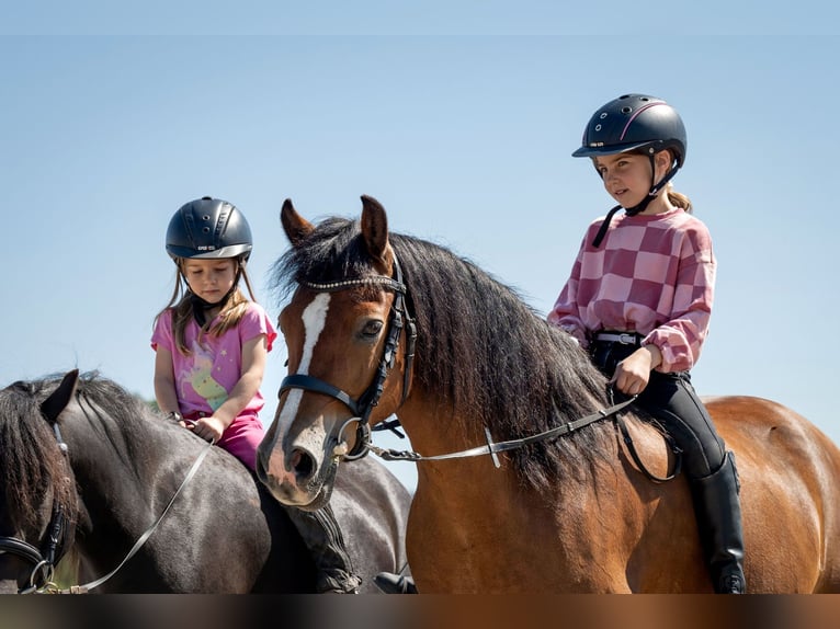 Reitbeteiligung auf sportlichem Reitpony zu vergeben