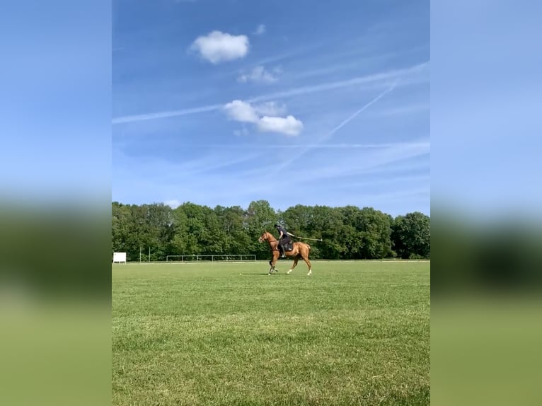 Reitbeteiligung auf Sportpferd gesucht 