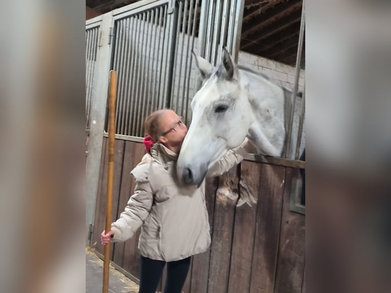 Reitbeteiligung für 14 jährige gesucht ( MsP)