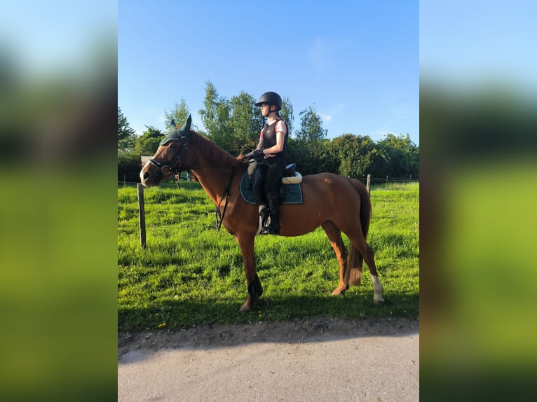 Reitbeteiligung für 14 jährige gesucht ( MsP)