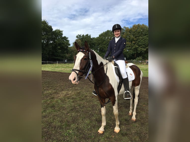 Reitbeteiligung für 2× die Woche gesucht