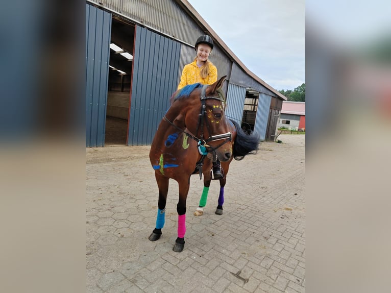 Reitbeteiligung für 2× die Woche gesucht