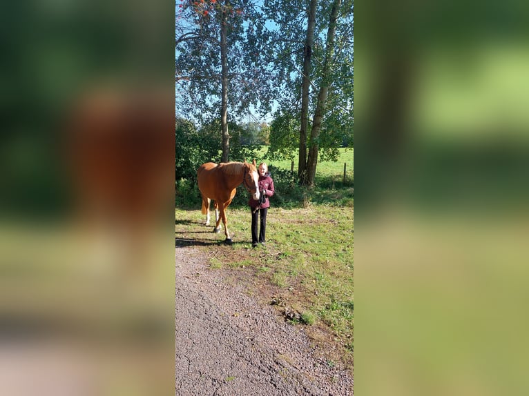 Reitbeteiligung für 2× die Woche gesucht