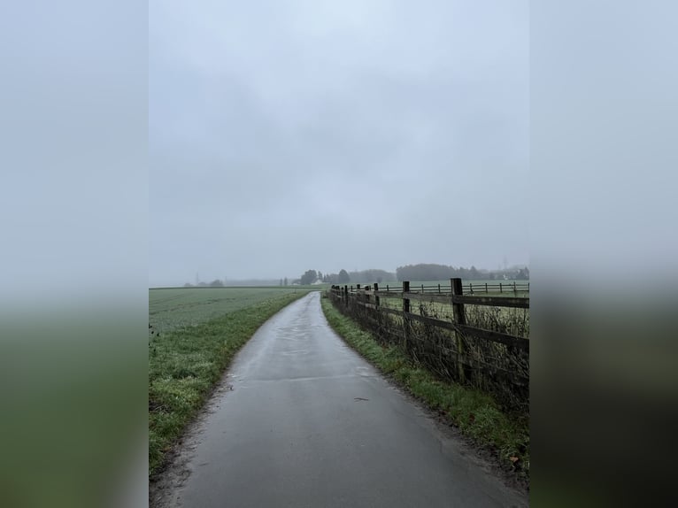 Reitbeteiligung für 2 Reitbeteiligung für 2