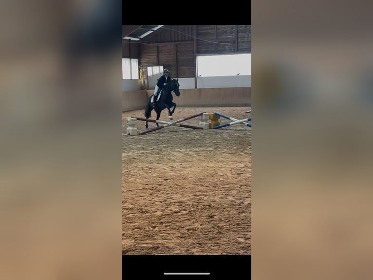 Reitbeteiligung für mich(derzeit 16 Jahre alt) gesucht für 1-3 mal die Woche.