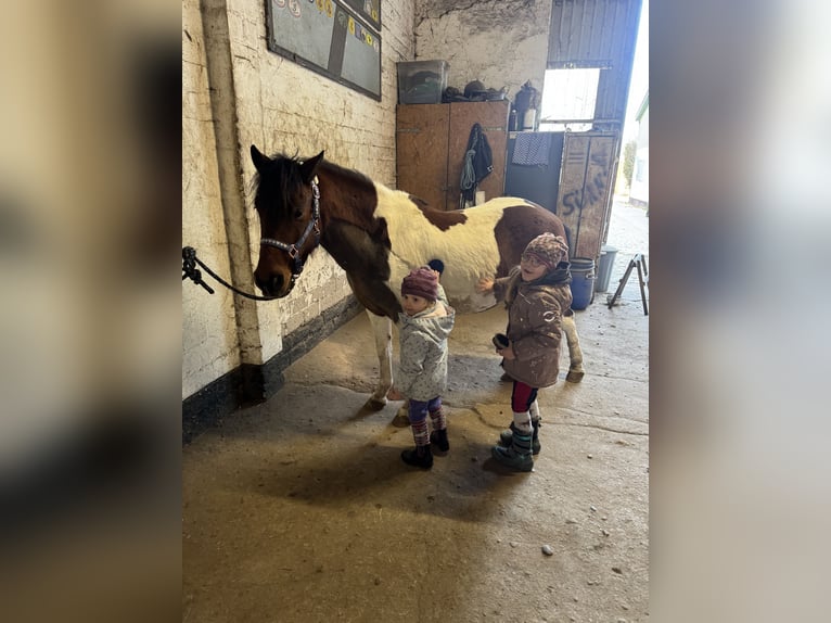 Reitbeteiligung für zwei kleine Mäuse gesucht