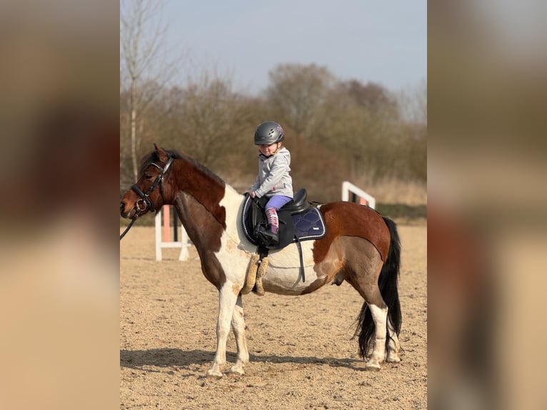 Reitbeteiligung für zwei kleine Mäuse gesucht