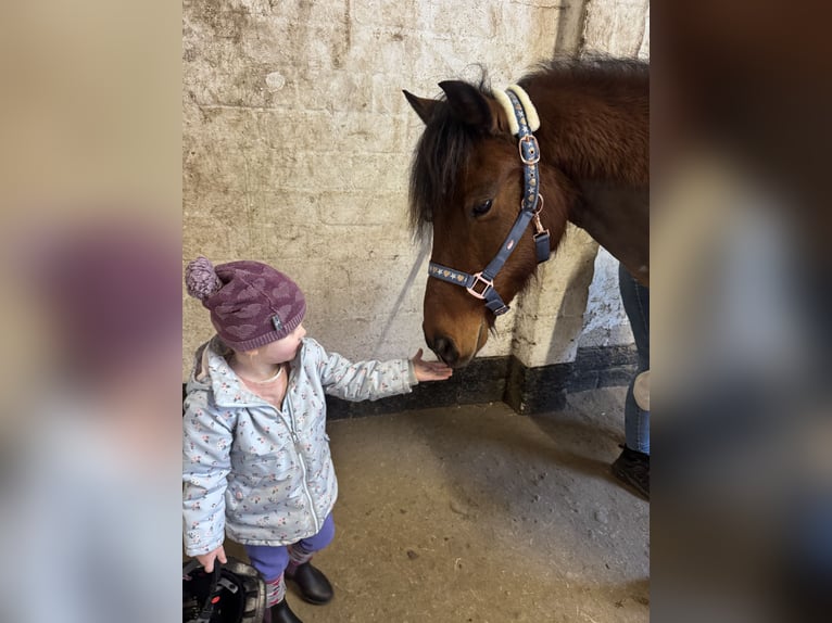 Reitbeteiligung für zwei kleine Mäuse gesucht
