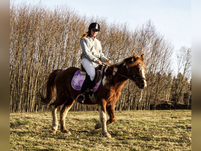 Reitbeteiligung gesucht (Reiter sucht Pferd)