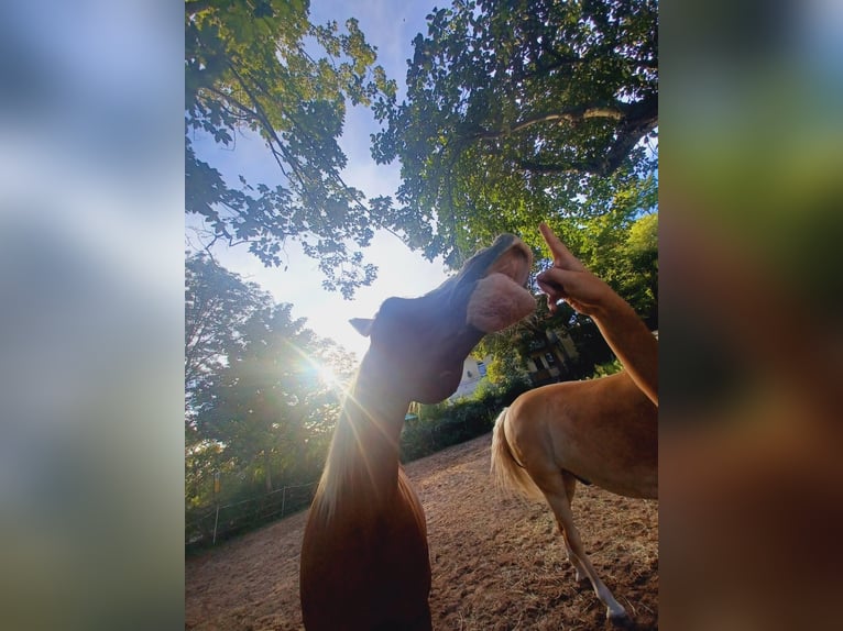 Reitbeteiligung gesucht (2 Reiter suchen 2 Pferde)