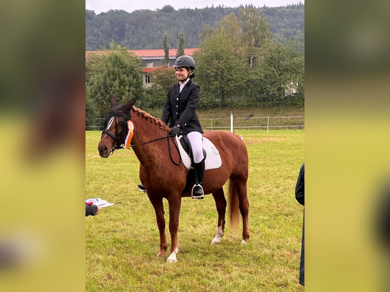 Reitbeteiligung gesucht (2 Reiter suchen 2 Pferde)