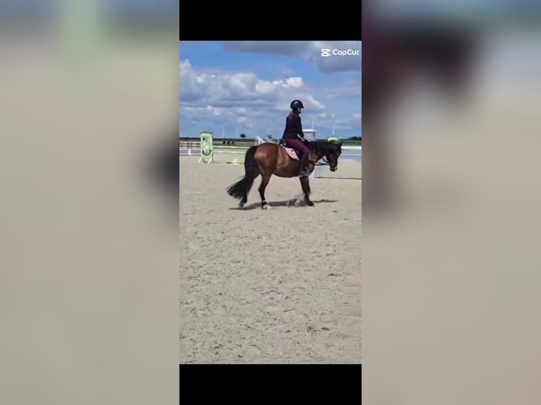 Reitbeteiligung gesucht (2 Reiter suchen 2 Pferde)