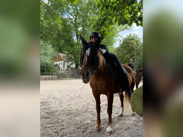 Reitbeteiligung gesucht (2 Reiter suchen 2 Pferde)