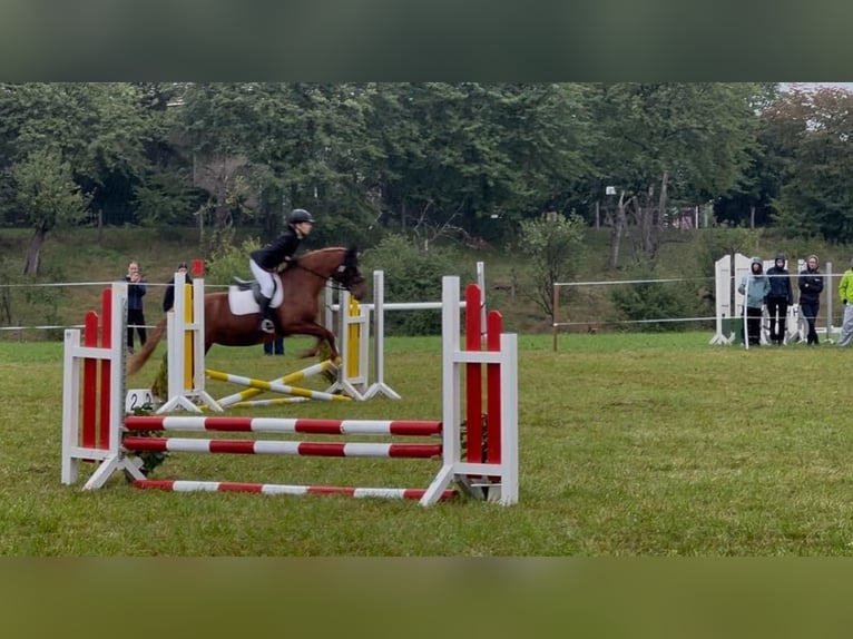 Reitbeteiligung gesucht (2 Reiter suchen 2 Pferde)