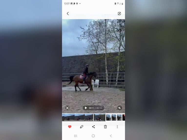 Reitbeteiligung gesucht (2 Reiter suchen 2 Pferde)