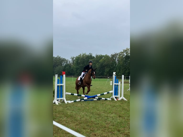 Reitbeteiligung gesucht (2 Reiter suchen 2 Pferde)