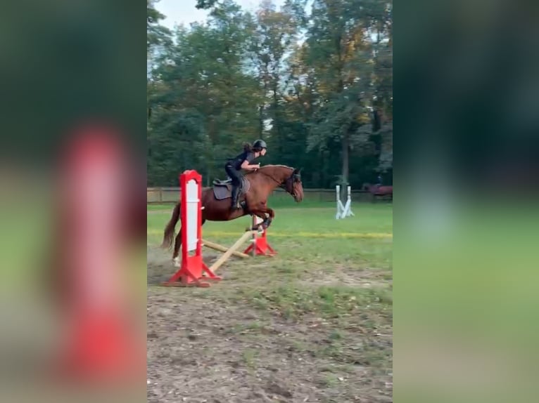 Reitbeteiligung gesucht (2 Reiter suchen 2 Pferde)