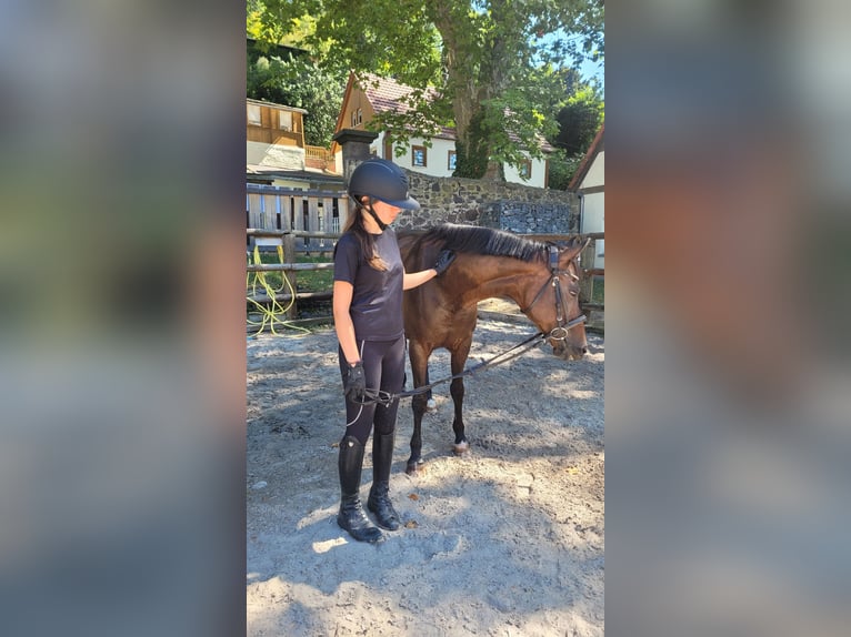 Reitbeteiligung gesucht (2 Reiter suchen 2 Pferde)