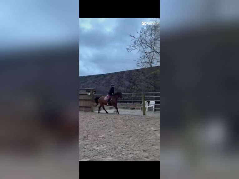 Reitbeteiligung gesucht (2 Reiter suchen 2 Pferde)