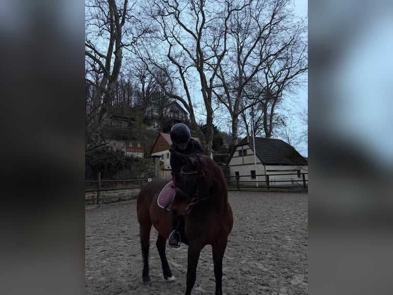 Reitbeteiligung gesucht (2 Reiter suchen 2 Pferde)