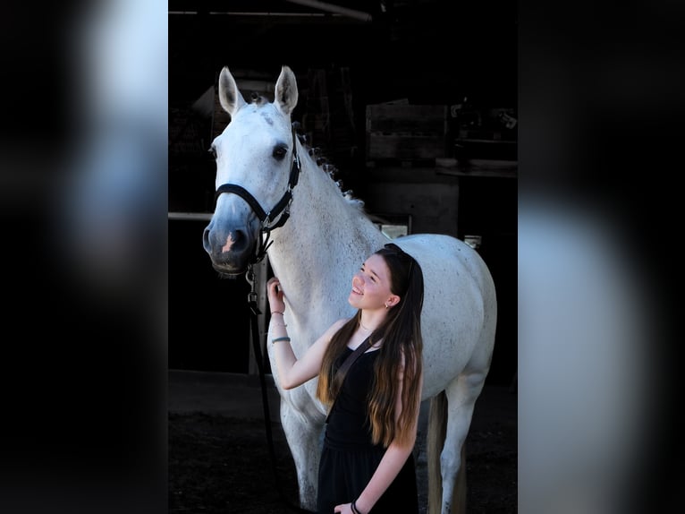 Reitbeteiligung gesucht ab sofort in 8820 Wädenswil und Umgebung.