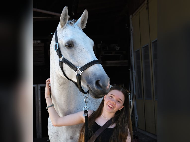 Reitbeteiligung gesucht ab sofort in 8820 Wädenswil und Umgebung.