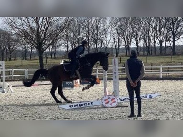 **Reitbeteiligung gesucht – Ambitionierte Freizeitreiterin stellt sich vor (Schwerpunkt Dressur)**