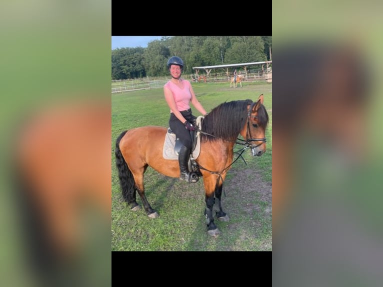 **Reitbeteiligung gesucht – Ambitionierte Freizeitreiterin stellt sich vor (Schwerpunkt Dressur)**