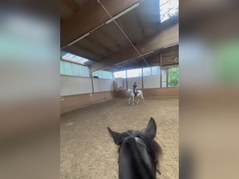 Reitbeteiligung gesucht – Berlin (Nähe Grunewald), 2x pro Woche