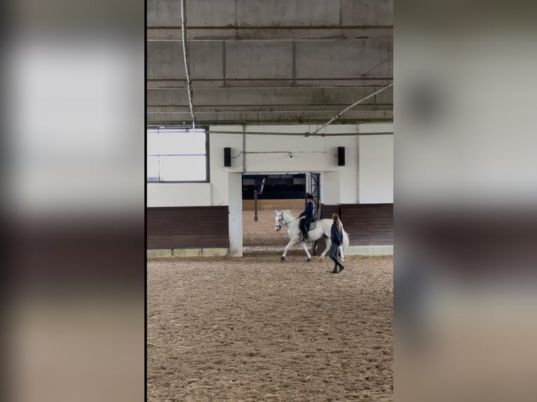 Reitbeteiligung gesucht – Berlin (Nähe Grunewald), 2x pro Woche