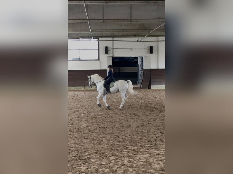 Reitbeteiligung gesucht – Berlin (Nähe Grunewald), 2x pro Woche
