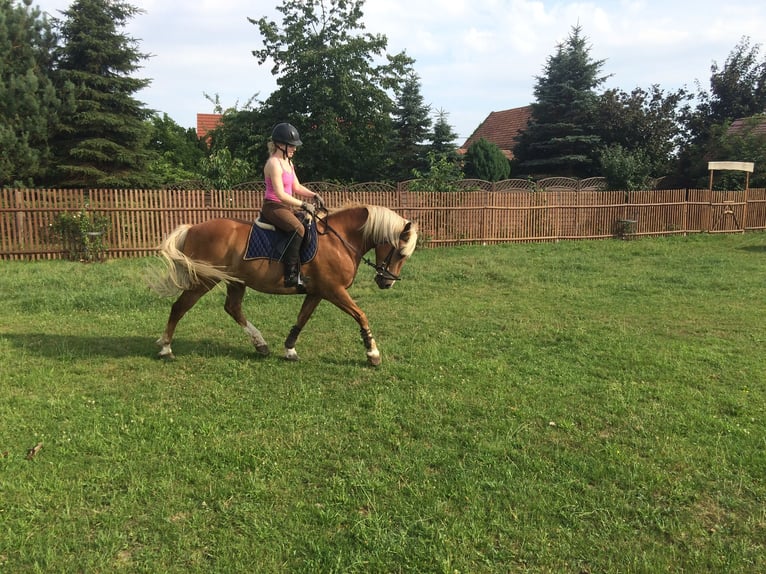 Reitbeteiligung gesucht – erfahrene Reiterin möchte wieder durchstarten