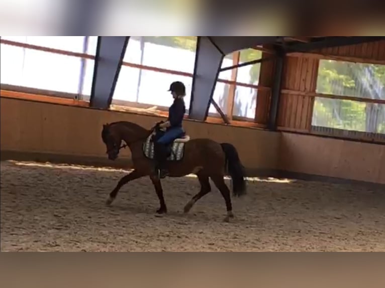 Reitbeteiligung gesucht – erfahrene Reiterin möchte wieder durchstarten