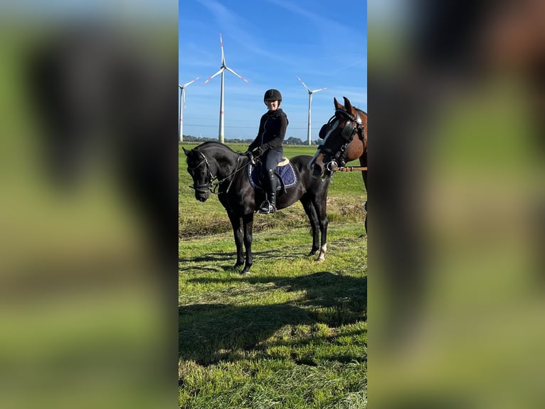 Reitbeteiligung gesucht – erfahrene Reiterin möchte wieder durchstarten