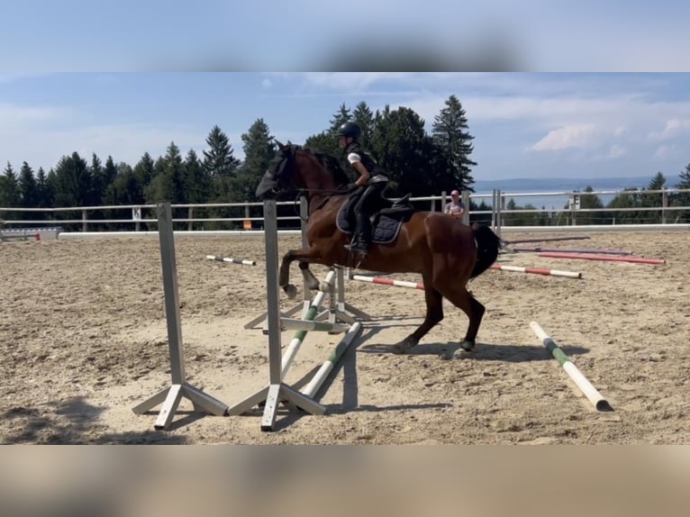 Reitbeteiligung gesucht für ein verantwortungsvolles junges Mädchen