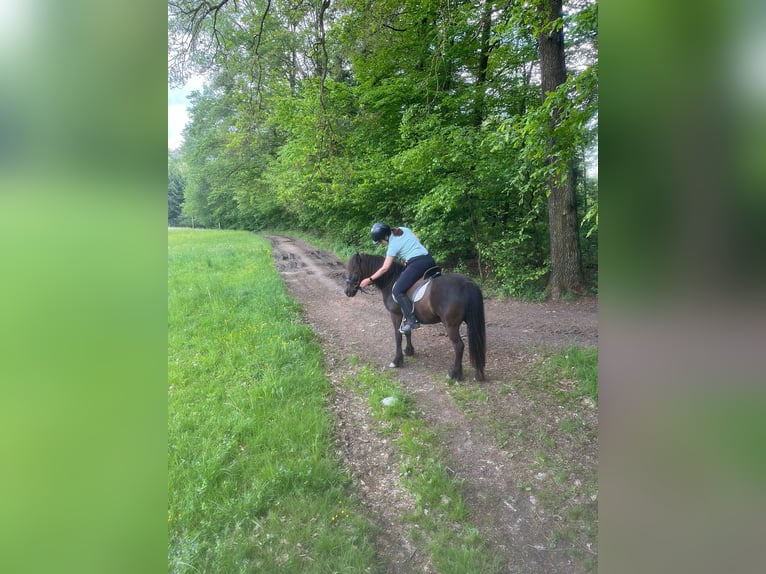Reitbeteiligung gesucht im Umkreis Pregarten