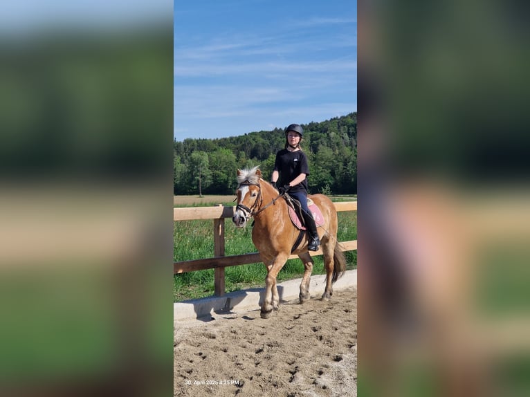 Reitbeteiligung gesucht in Deutschlandsberg– liebevolle und motivierte Reiterin 
