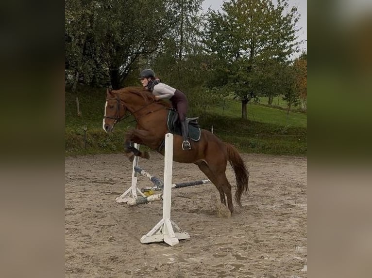 Reitbeteiligung gesucht in Görlitz und Umgebung 