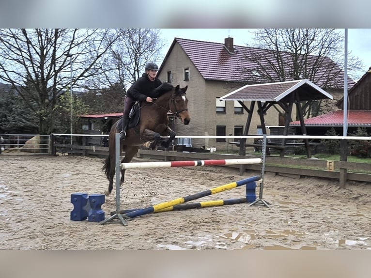 Reitbeteiligung gesucht in Görlitz und Umgebung 
