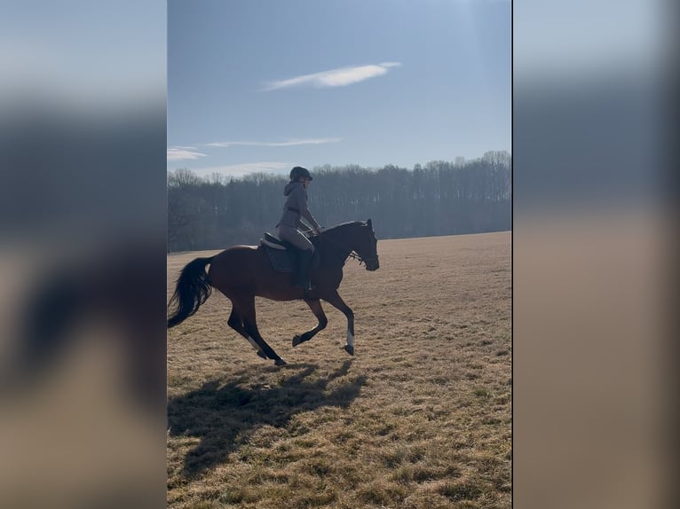 Reitbeteiligung gesucht in Görlitz und Umgebung 