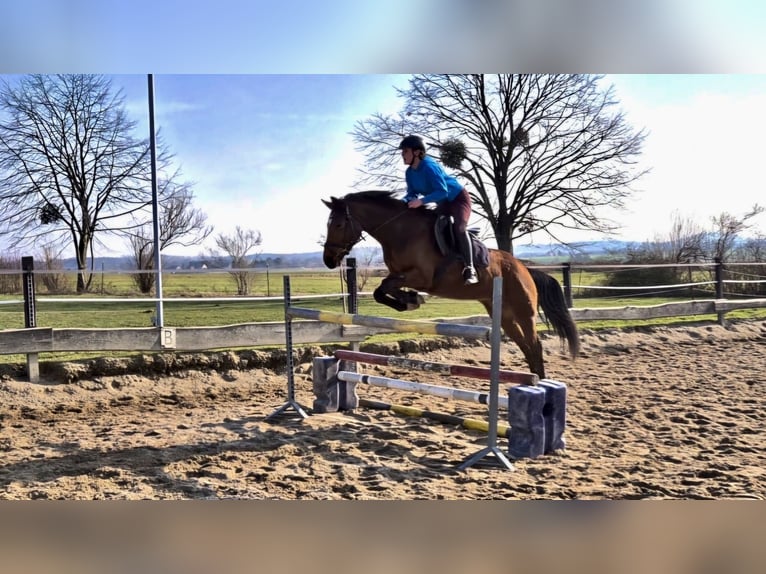 Reitbeteiligung gesucht in Görlitz und Umgebung 
