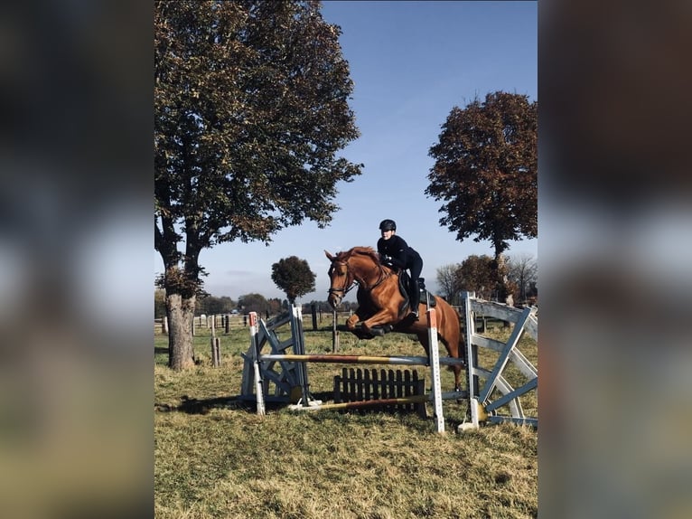 Reitbeteiligung gesucht | L/M | Springen & Ausreiten