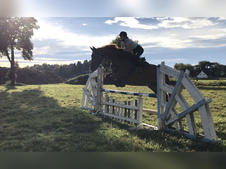 Reitbeteiligung gesucht | L/M | Springen & Ausreiten