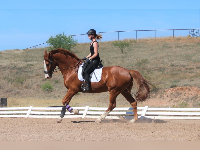 Reitbeteiligung gesucht | L/M | Springen & Ausreiten