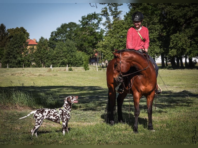 Reitbeteiligung gesucht (Mensch sucht Pferd)  Reitbeteiligung gesucht (Mensch sucht Pferd)