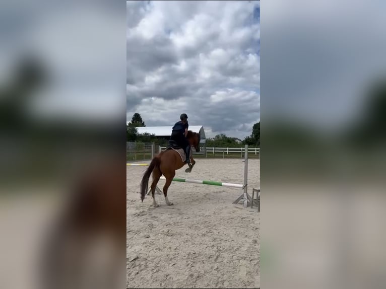 Reitbeteiligung gesucht Mensch sucht Pferd 